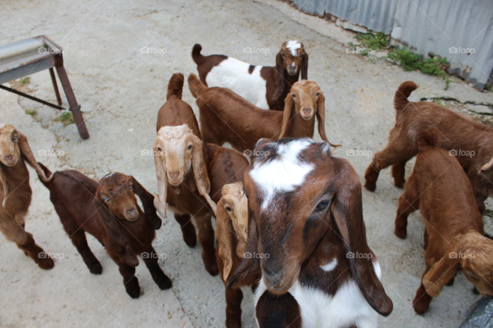 Baby goat nusery school