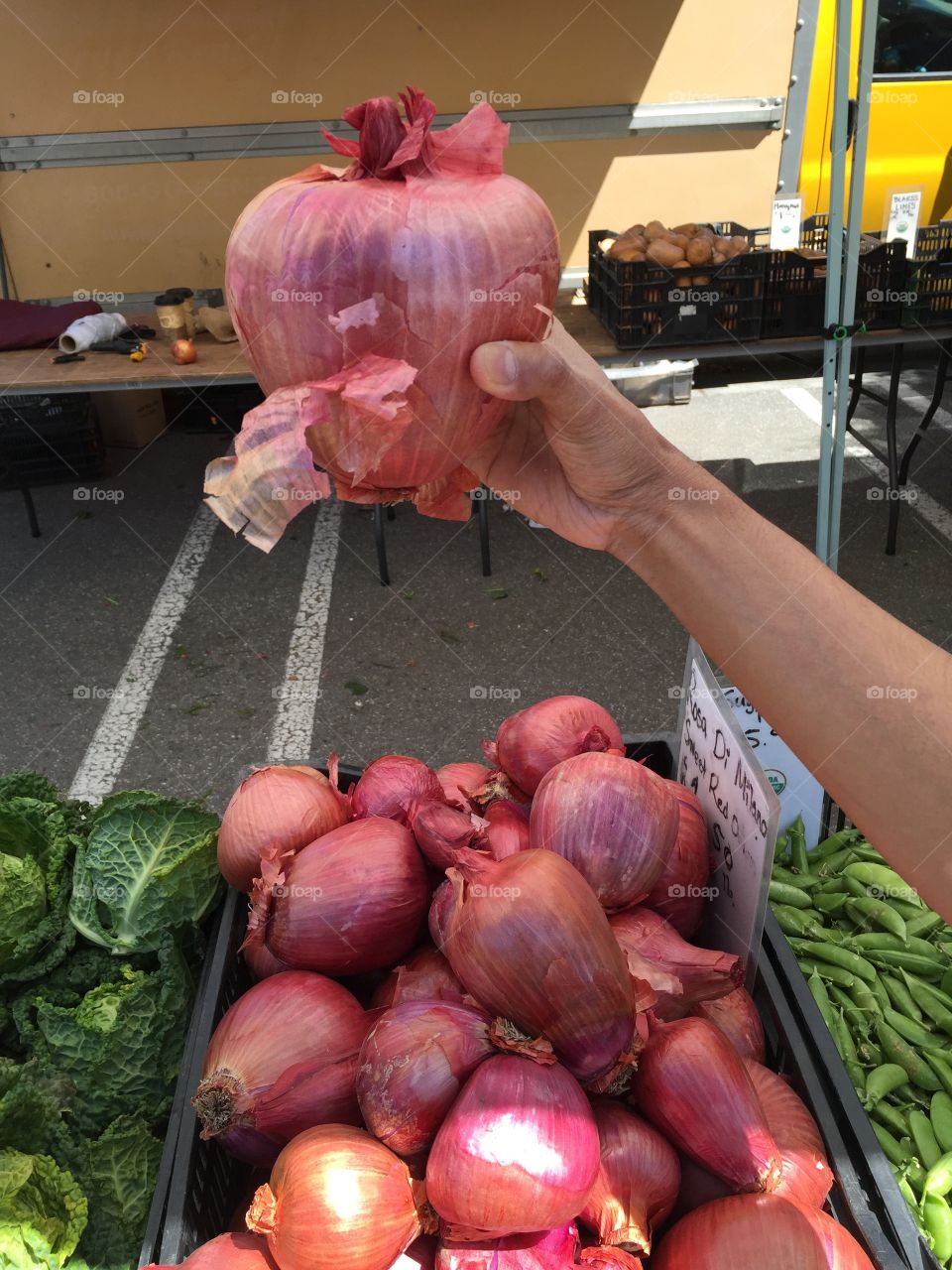 Trip to farmers market yielded one of the biggest onions I ever saw.