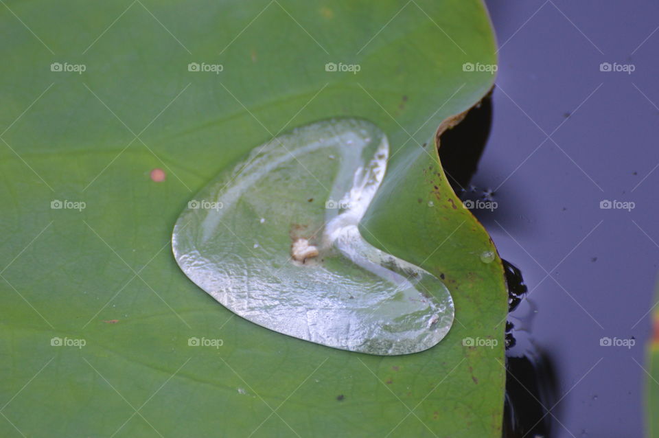 heart, water shaped hard on a green lily pad.