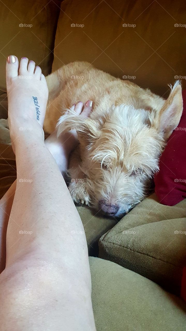 my dog is my best friend and a great foot rest!