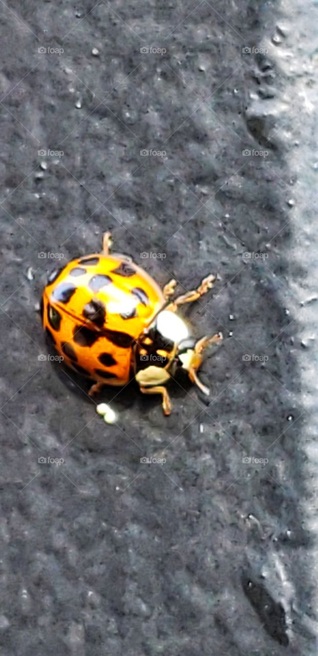 Ladybug