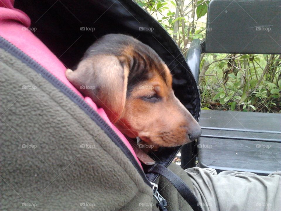 sleeping dog in The jacket