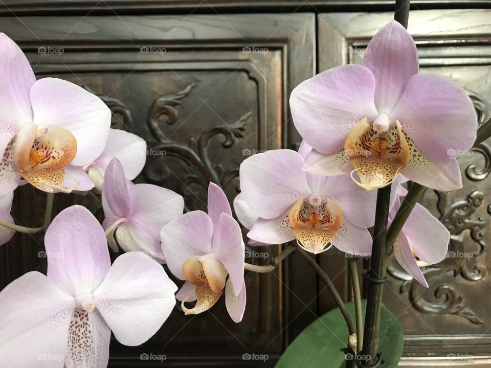 My blooming orchids 