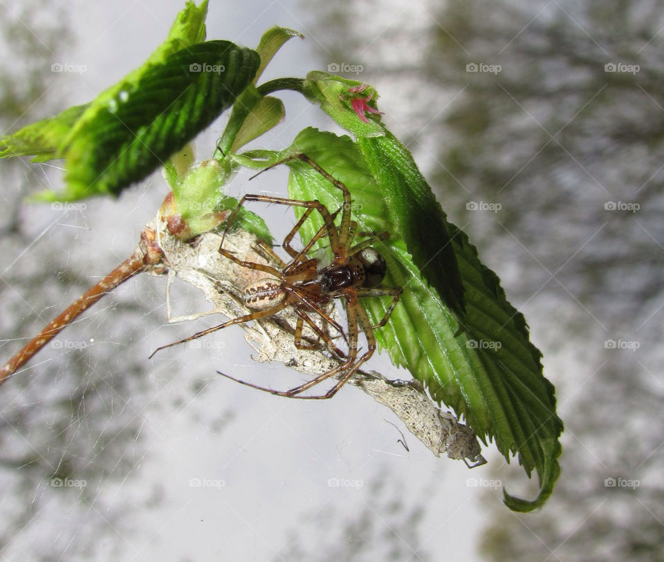 nature leaf web arachnids by danelvr032708