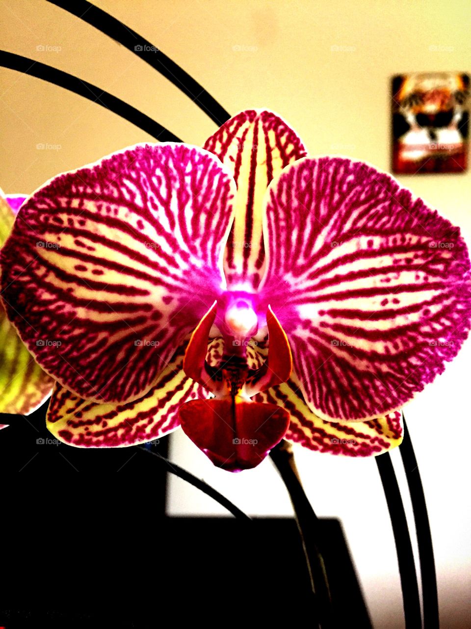 Summer Orchids. First orchid bloom of summer