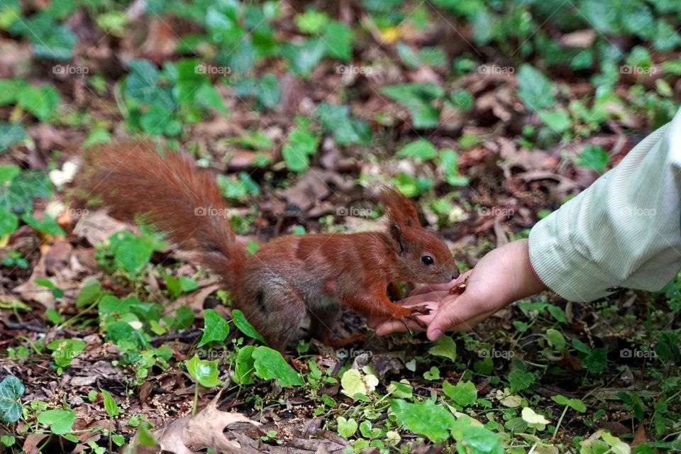 The squirrel is eating from the hand