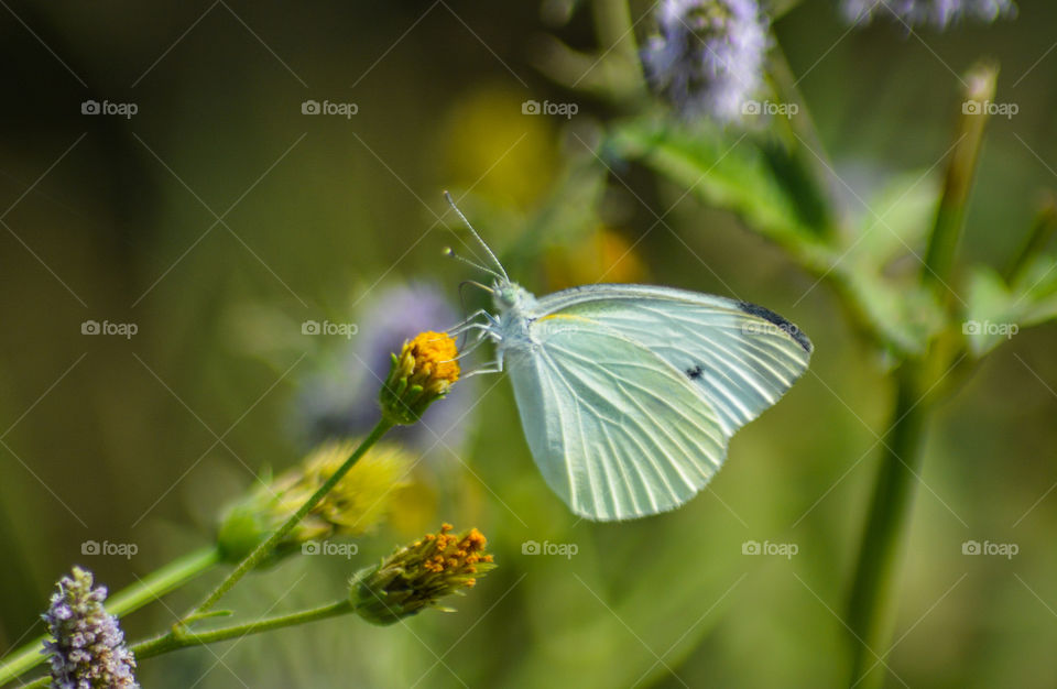 White Butterfly