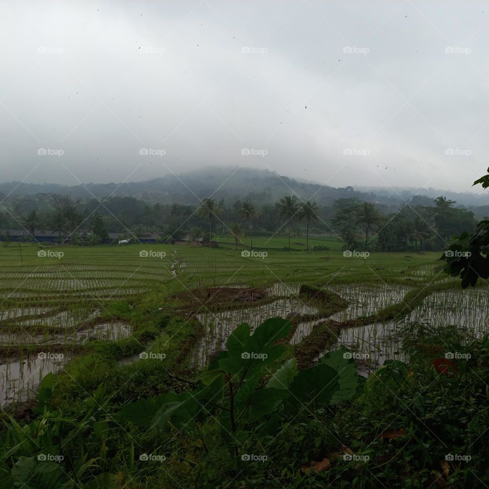 View of rice fields during drizzle