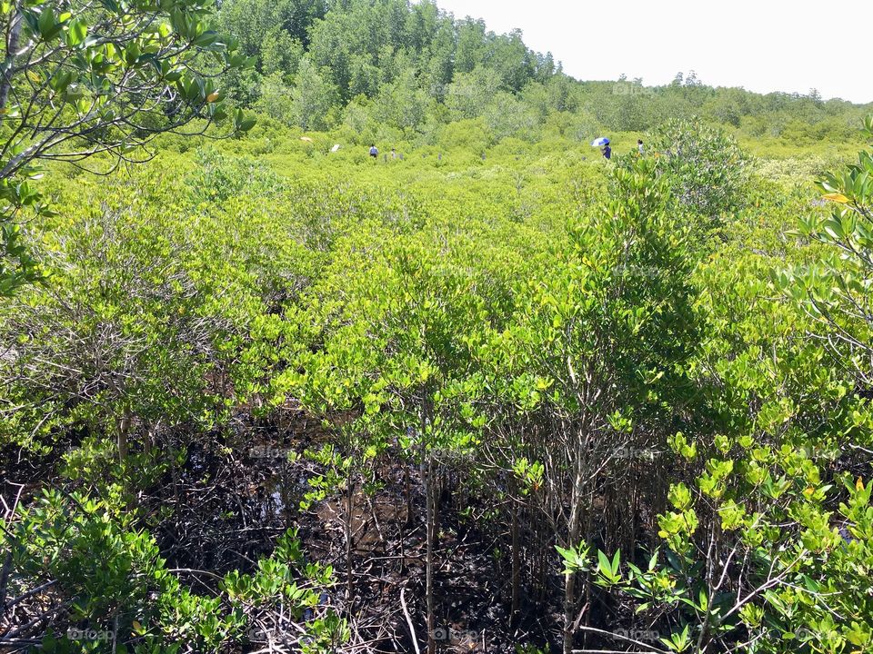 mangrove forest 