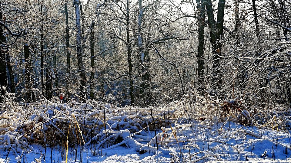 nature#snow#forest. nature#snow#forest