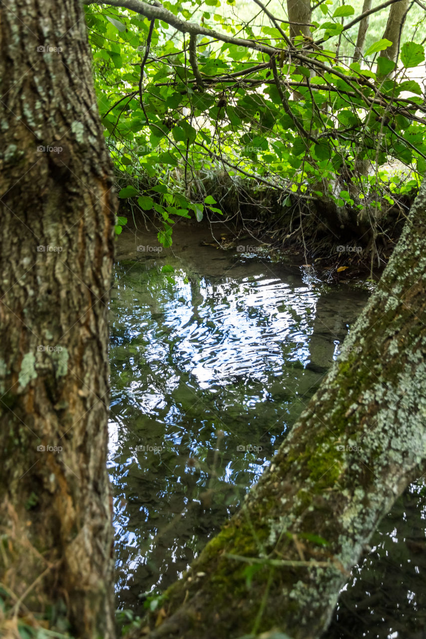 Nature in the forest . Nature in the forest in France