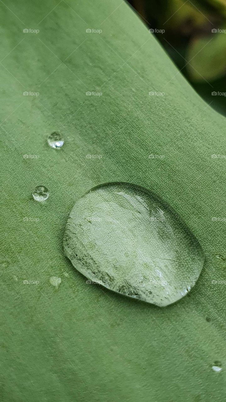 water droplet on a leaf