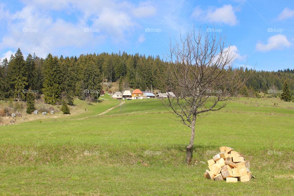 Spring landscape in the countryside