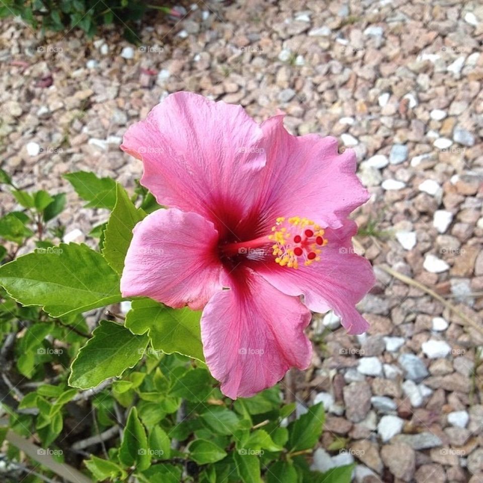 Hibiscus flower