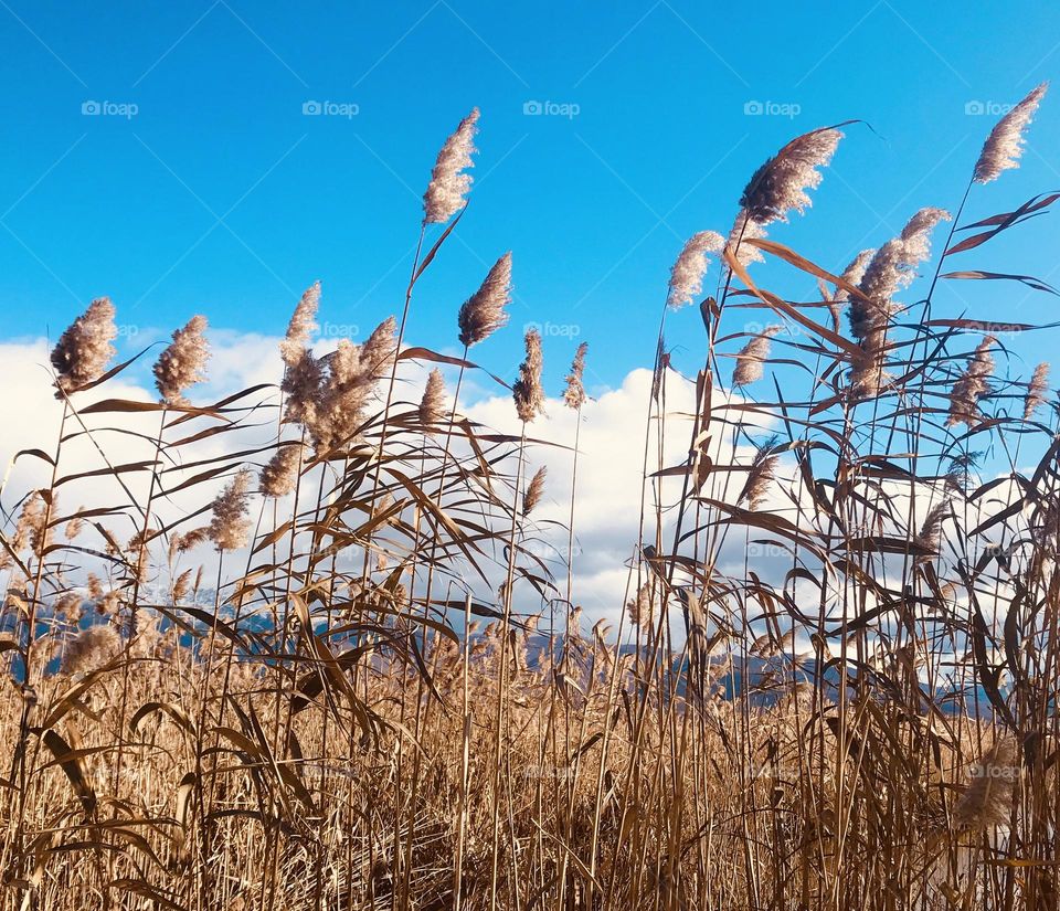 The wind that shakes the barley 