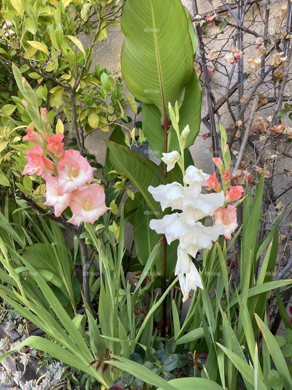 Peach and white gladioli in summer flower garden 
