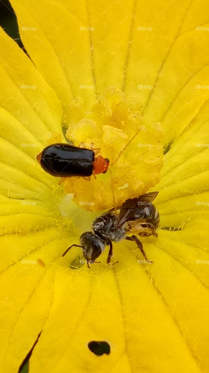 Pollinator