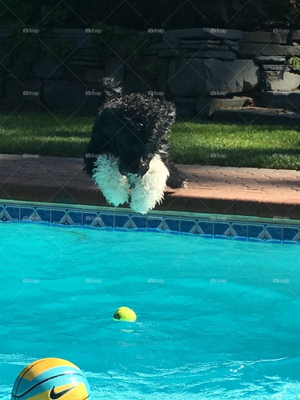 Furry puppy jumping in water Portuguese water dog