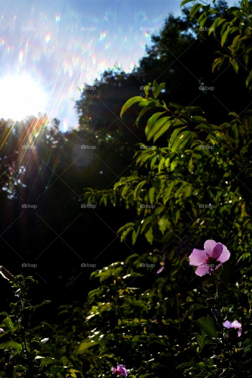 lens flair + flower