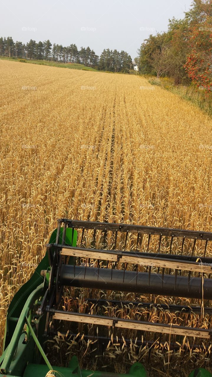 Great day for hay