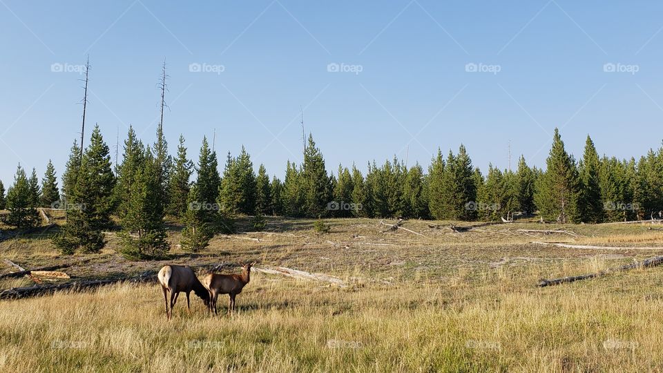 yellowstone