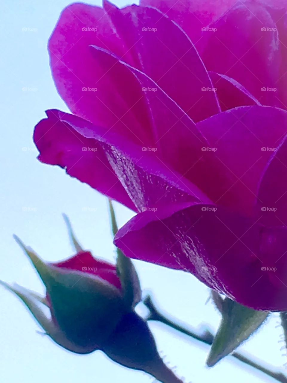 Winter Rose