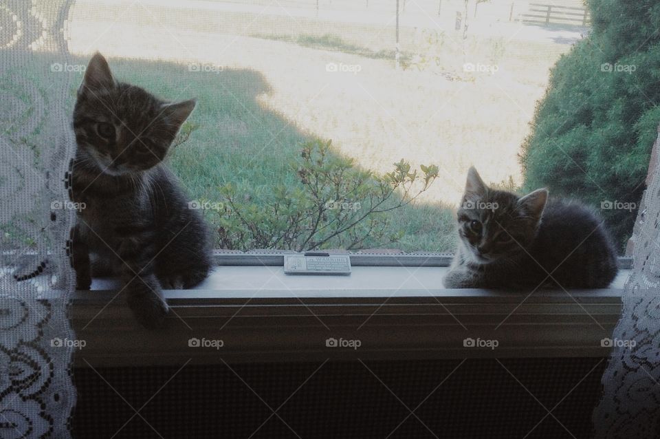 Two kittens in the window