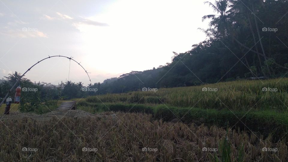Beautiful view in the afternoon in the rice fields