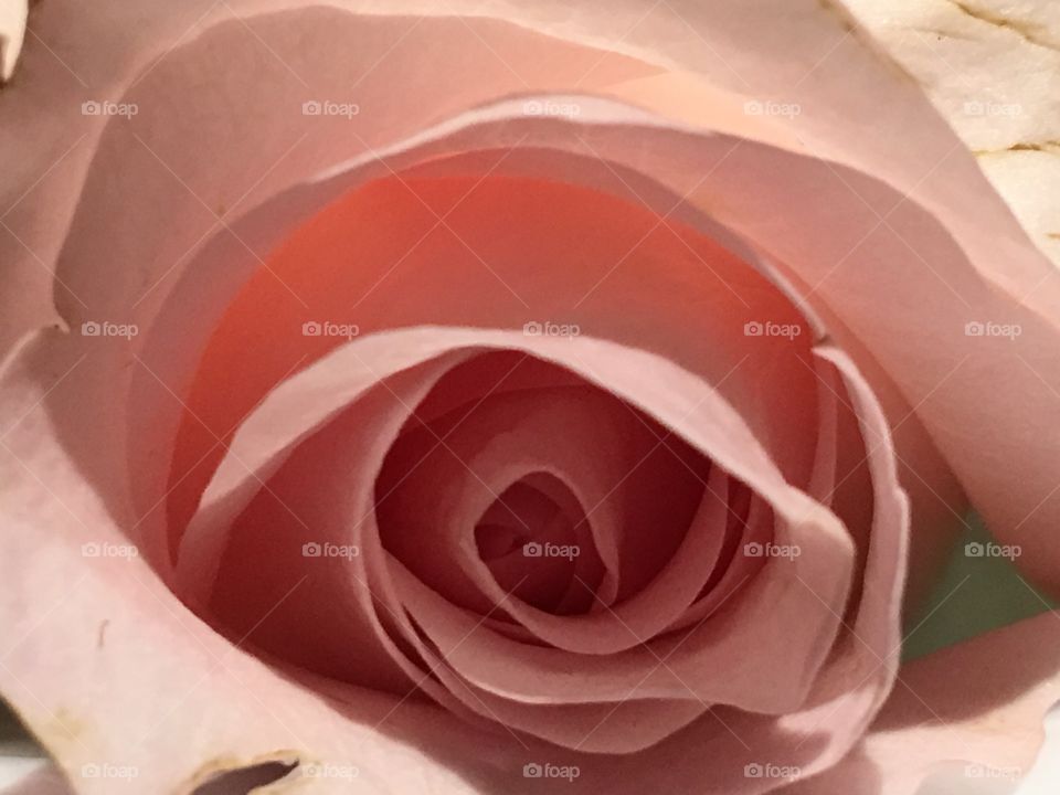 Upclose rose light pink