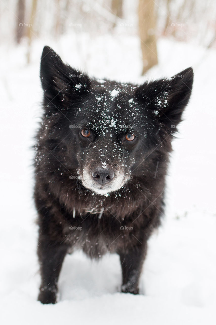 Intense snow dog 