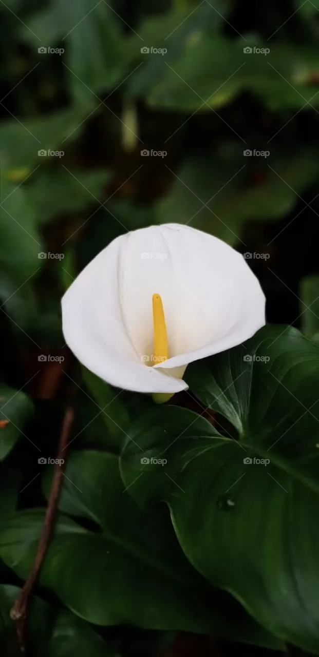 beautiful anthurium