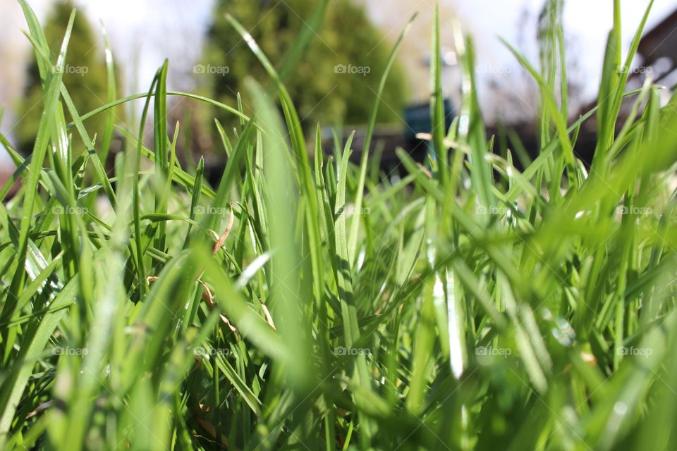 grass