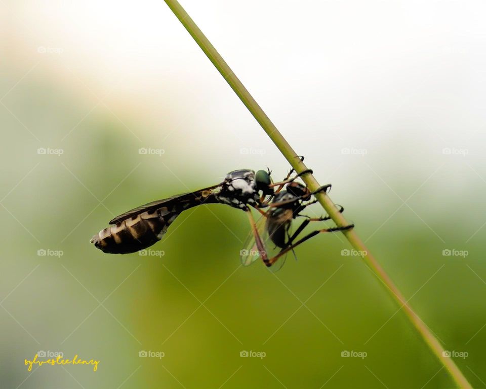 Leptogaster with prey
