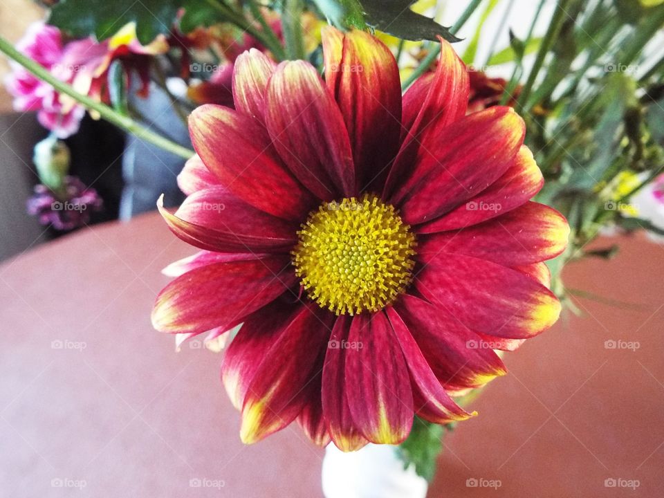 A Red Chrysanthemum 