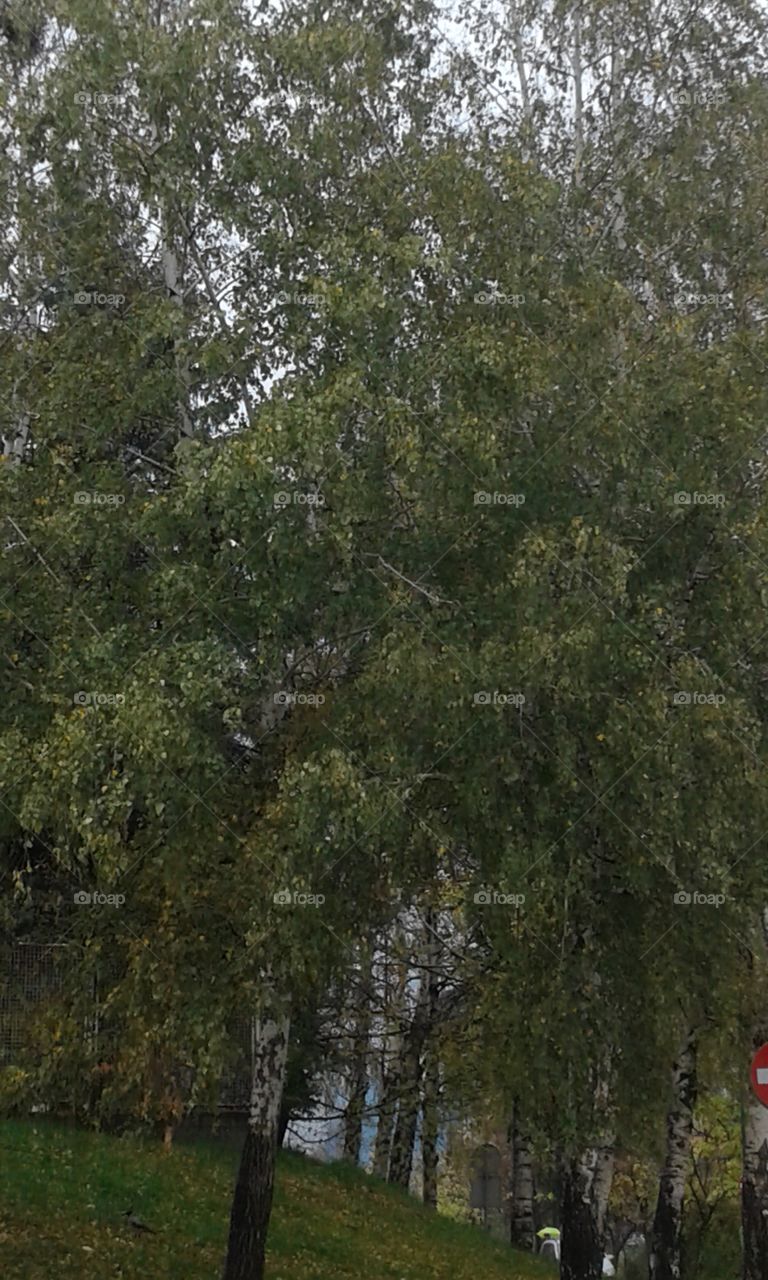 just a rainy tree