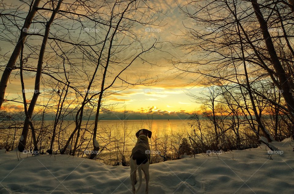 Dog standing on snow looking at lake during sunset