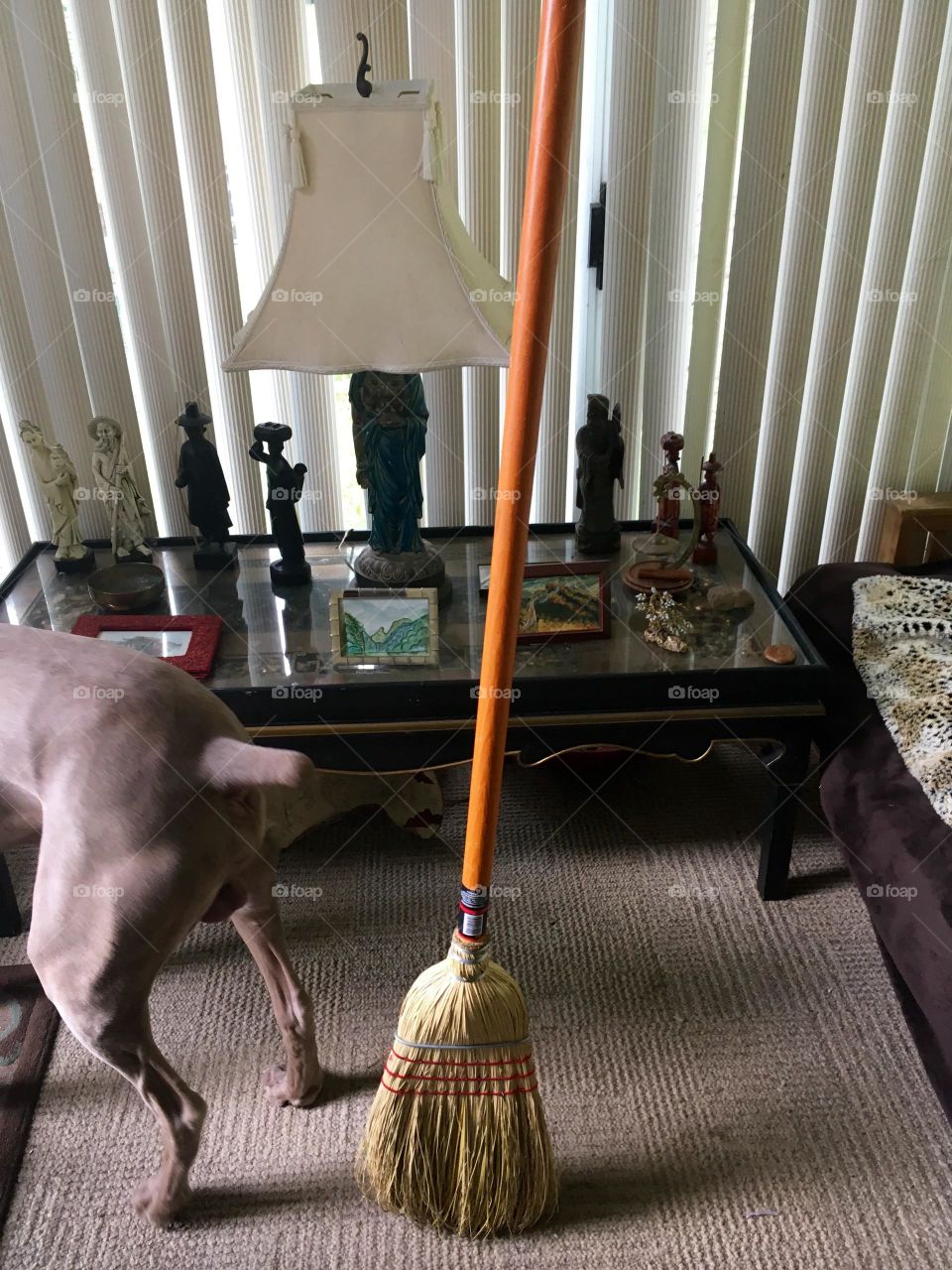 Spring Equinox. On the back porch.  My broom stands upright without assistance. Perfect balance. Samson the Weimaraner’s butt also captured. 