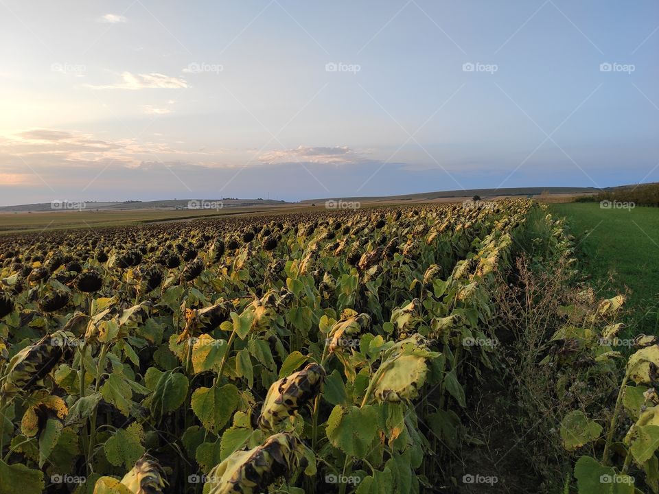 Sunflower field Beska Novi Sad fertile plains in the evening