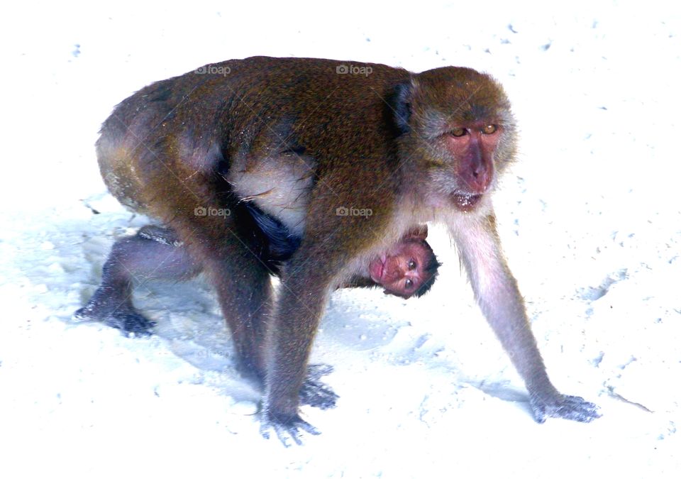 Momma and baby monkey. Baby monkey is suckling off of mommy.