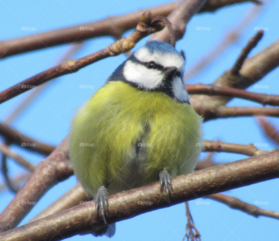 Blue tit sat in the winter sunshine