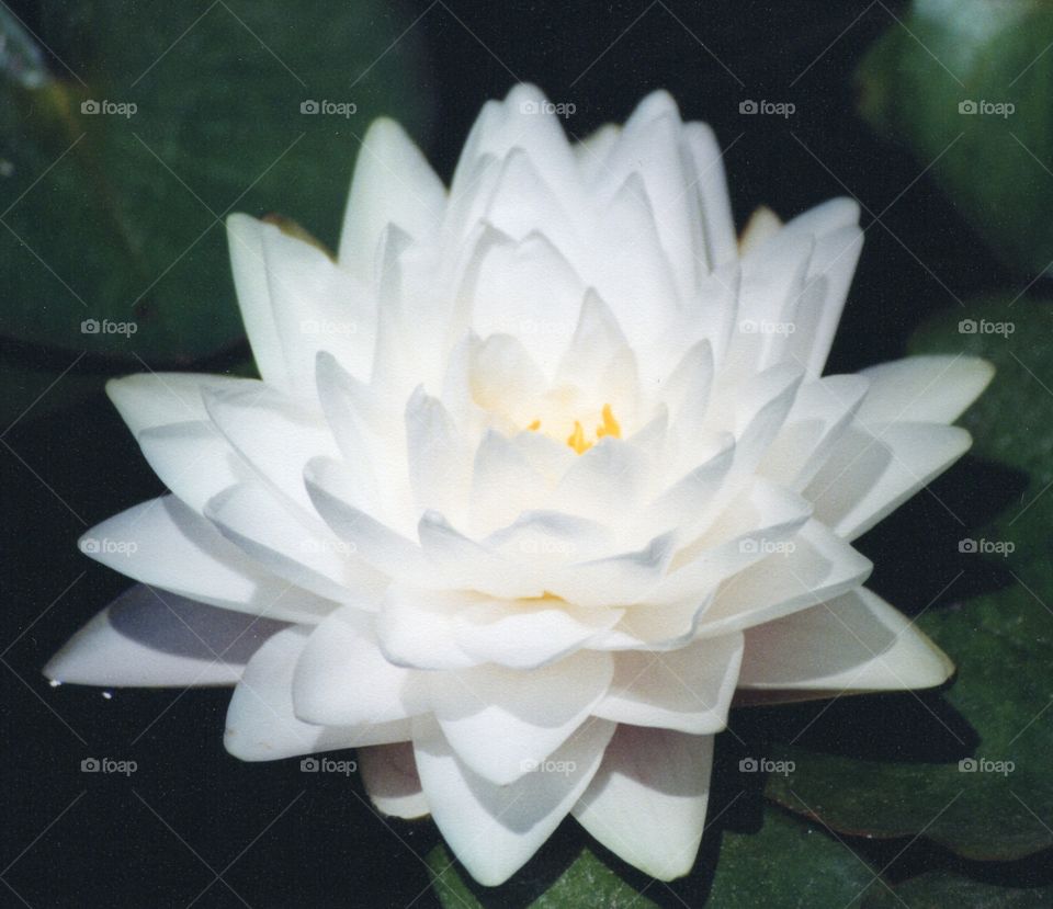 lotus