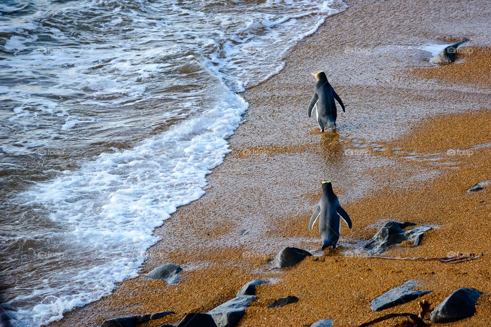 Penguins walking at a beach on the South Island of New Zealand towards the ocean.