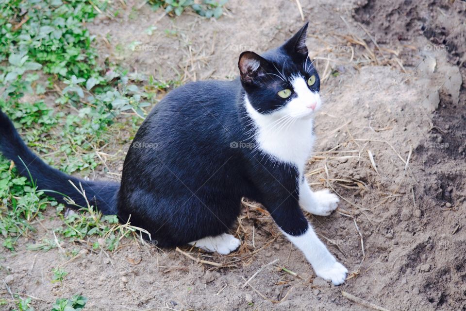 Close-up of a cat sitting on dirt
