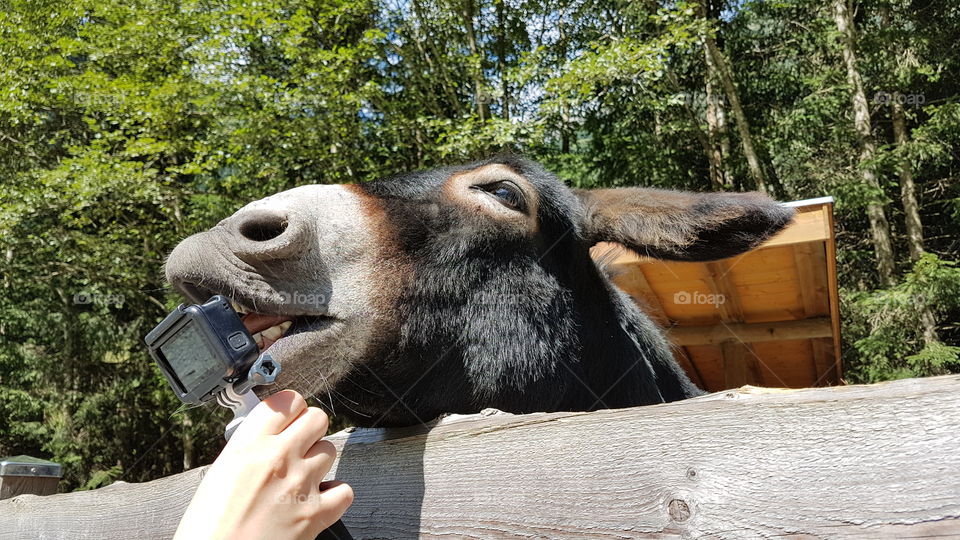 Funny donkey loves the GoPro camera 