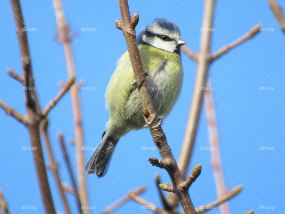 Blue tit perched on a branch with blue sky  on a winter's day