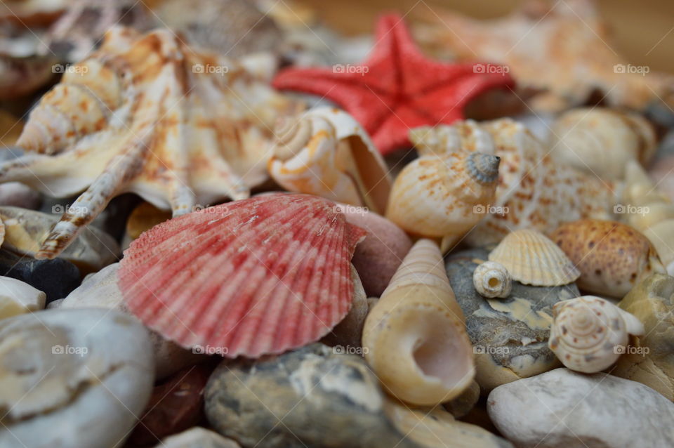 Variety of sea shells on pebble