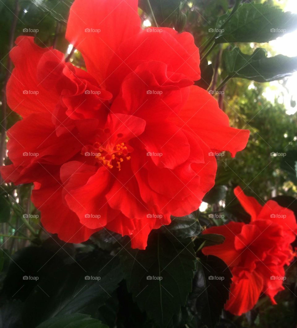 Hibiscus Bloom