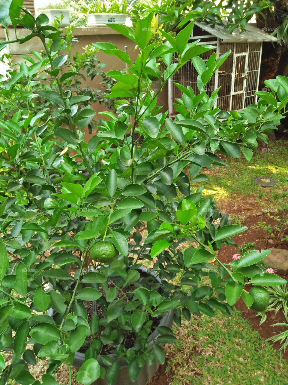 Citrus aurantifolia