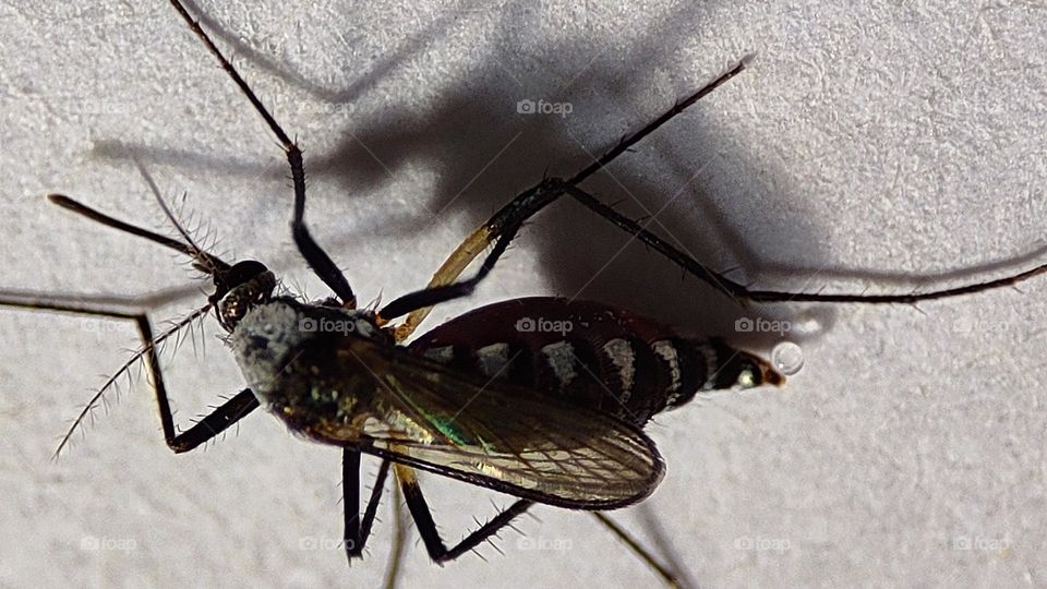 mosquito unable to fly after having a heavy meal