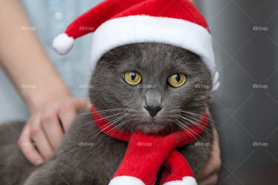 cat in Christmas hat